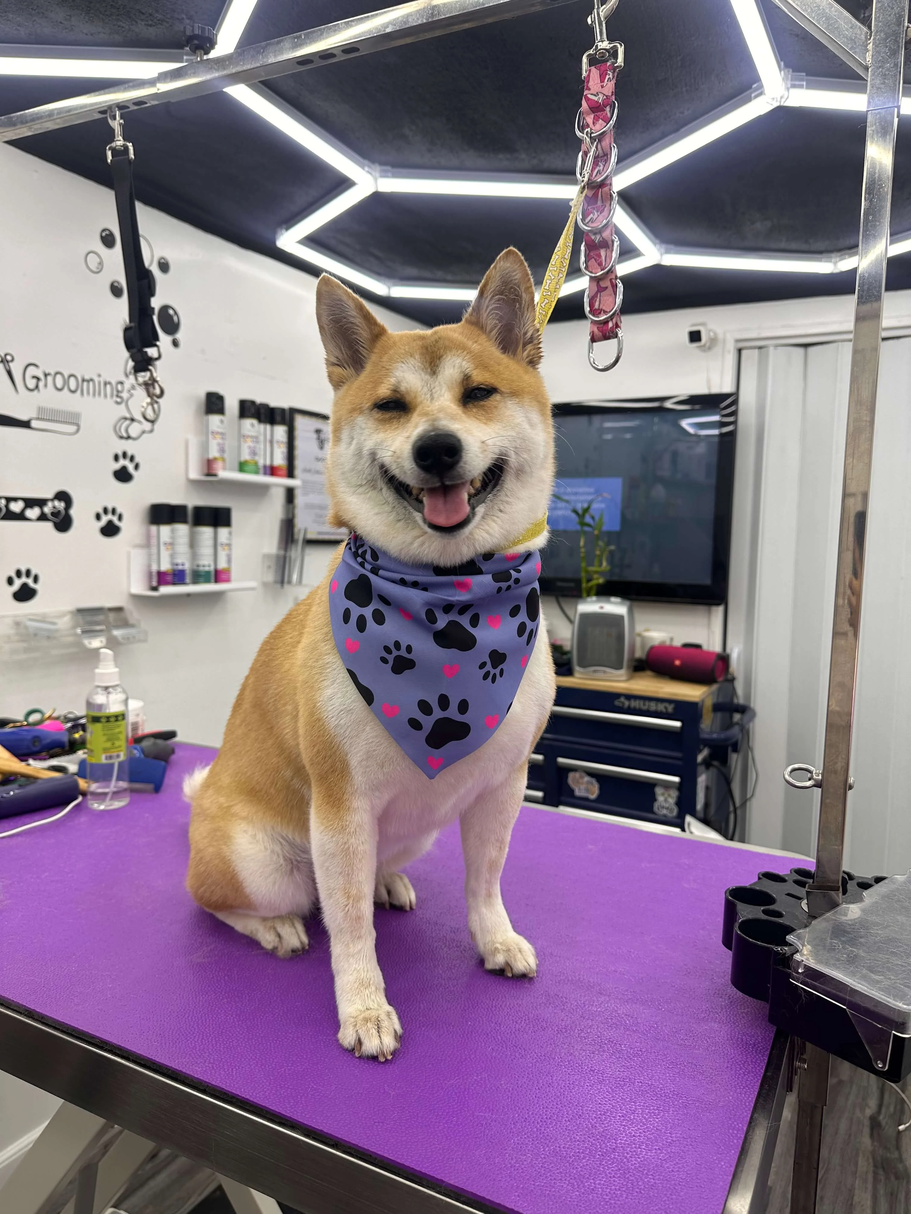 Magic Paws pet grooming experience