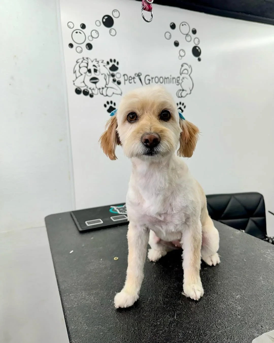 Max después del grooming
