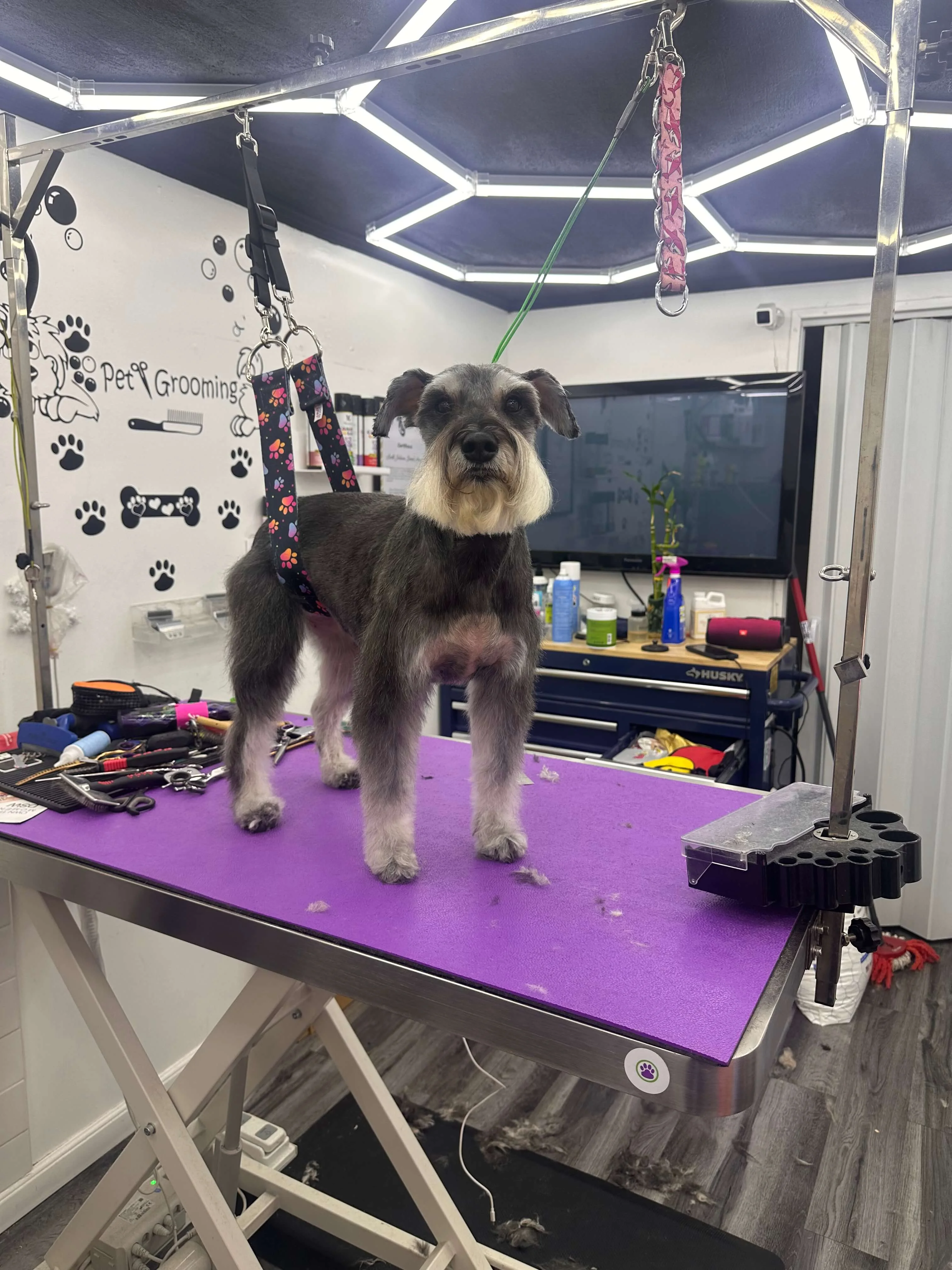 Coco después del grooming