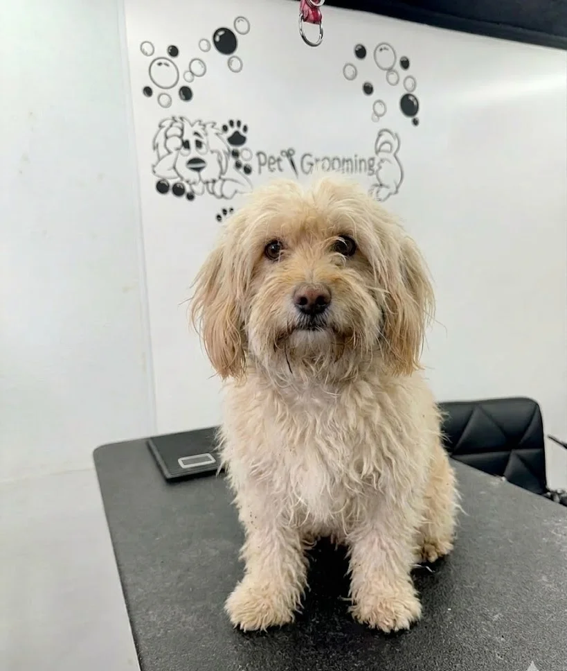 Max antes del grooming