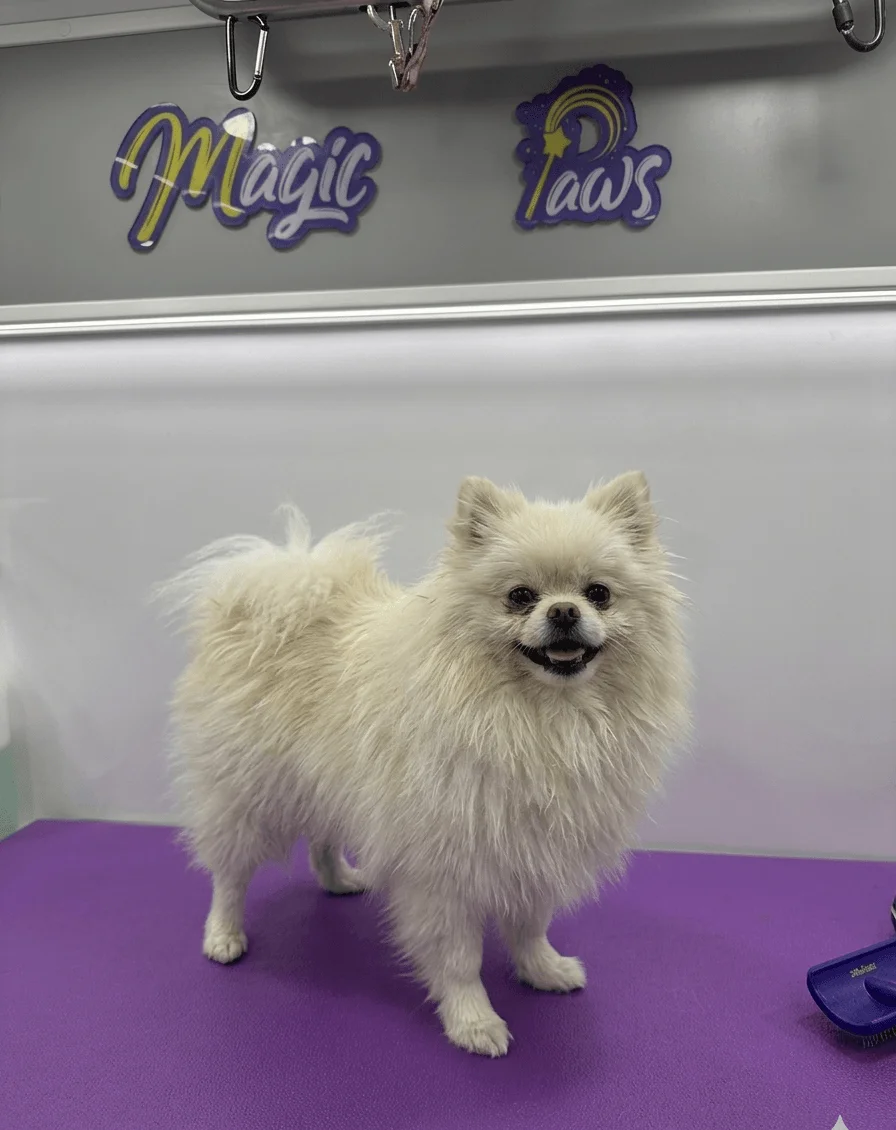 Luna antes del grooming