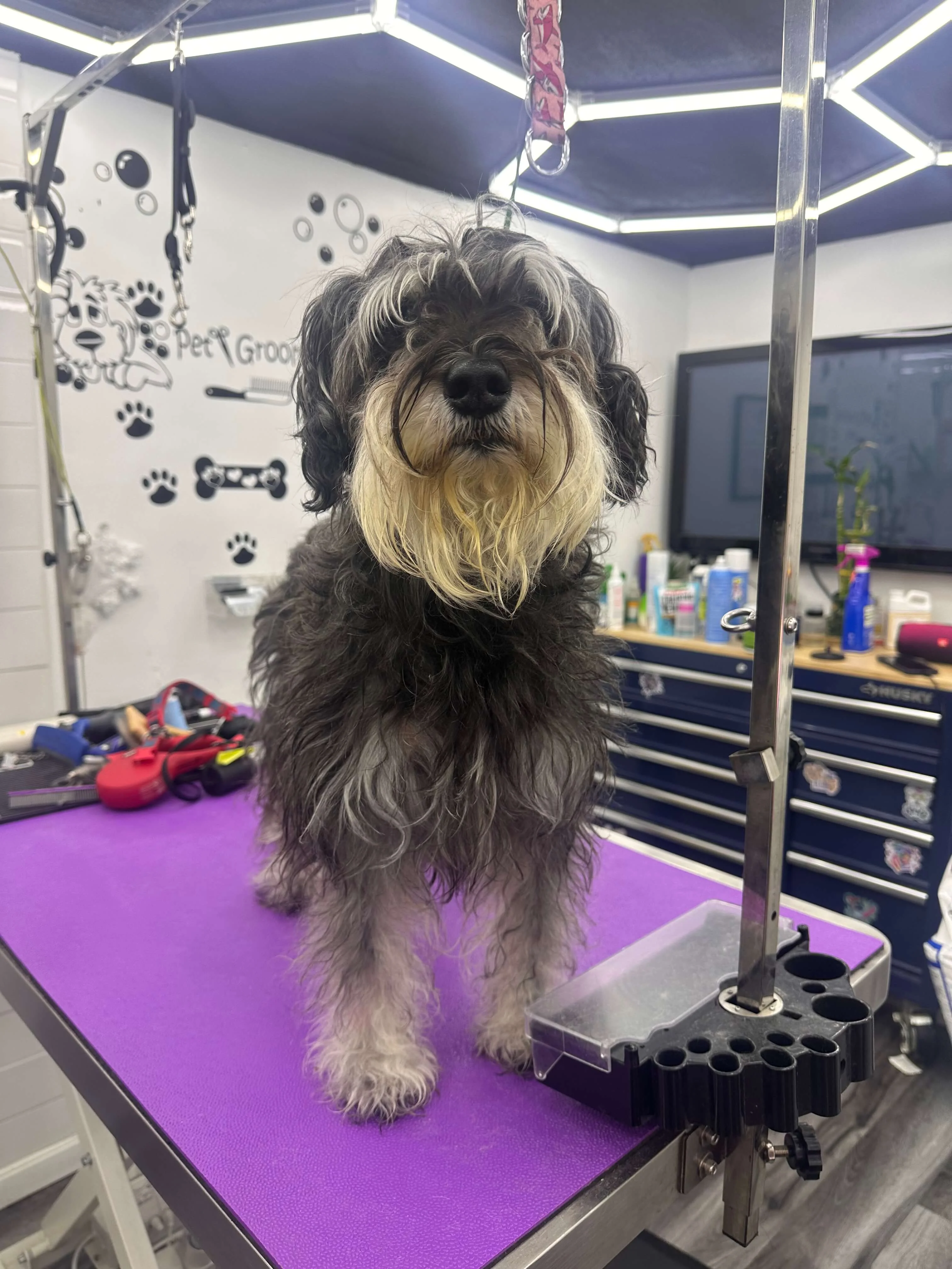 Coco antes del grooming