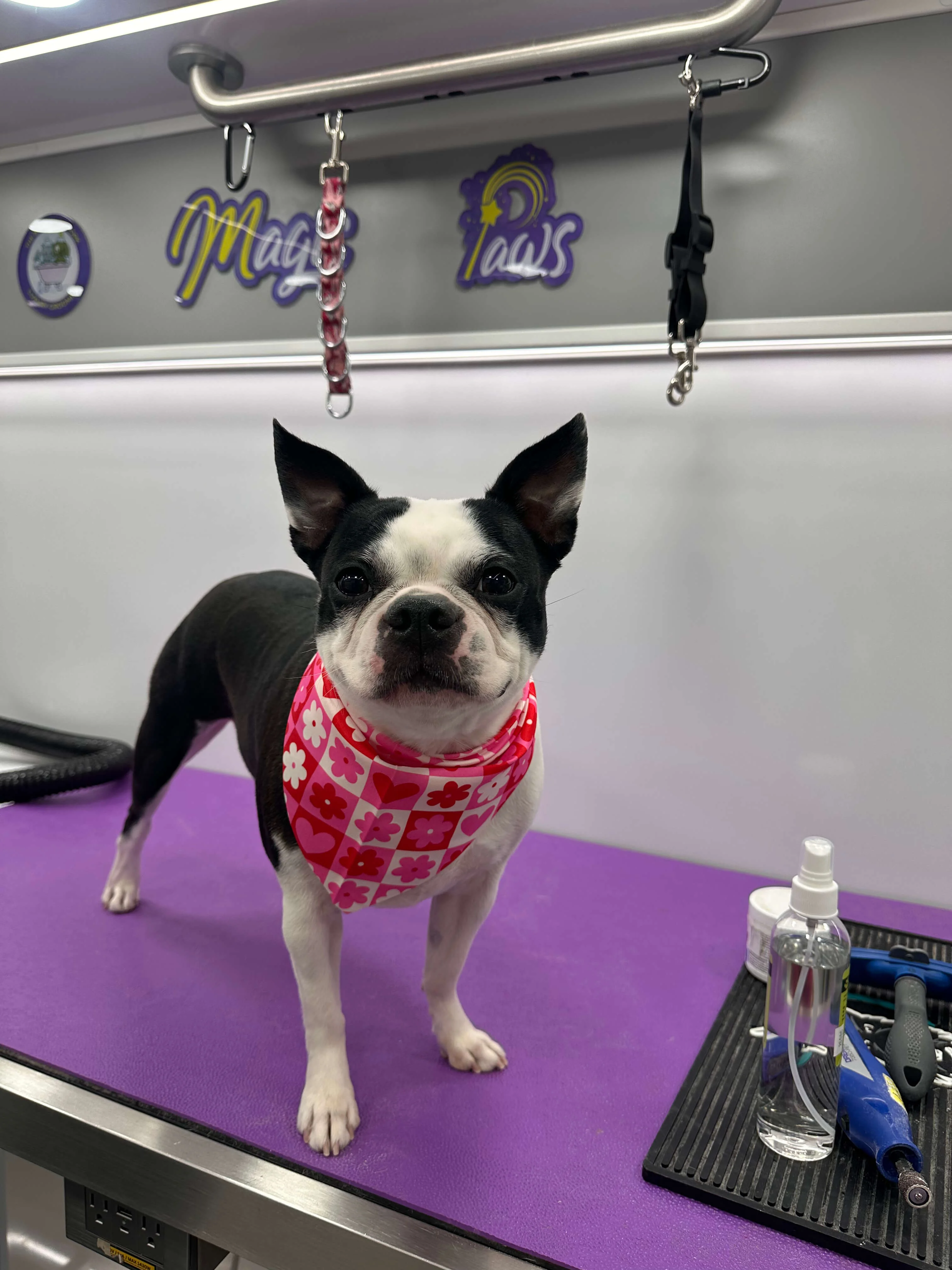 Pet grooming service