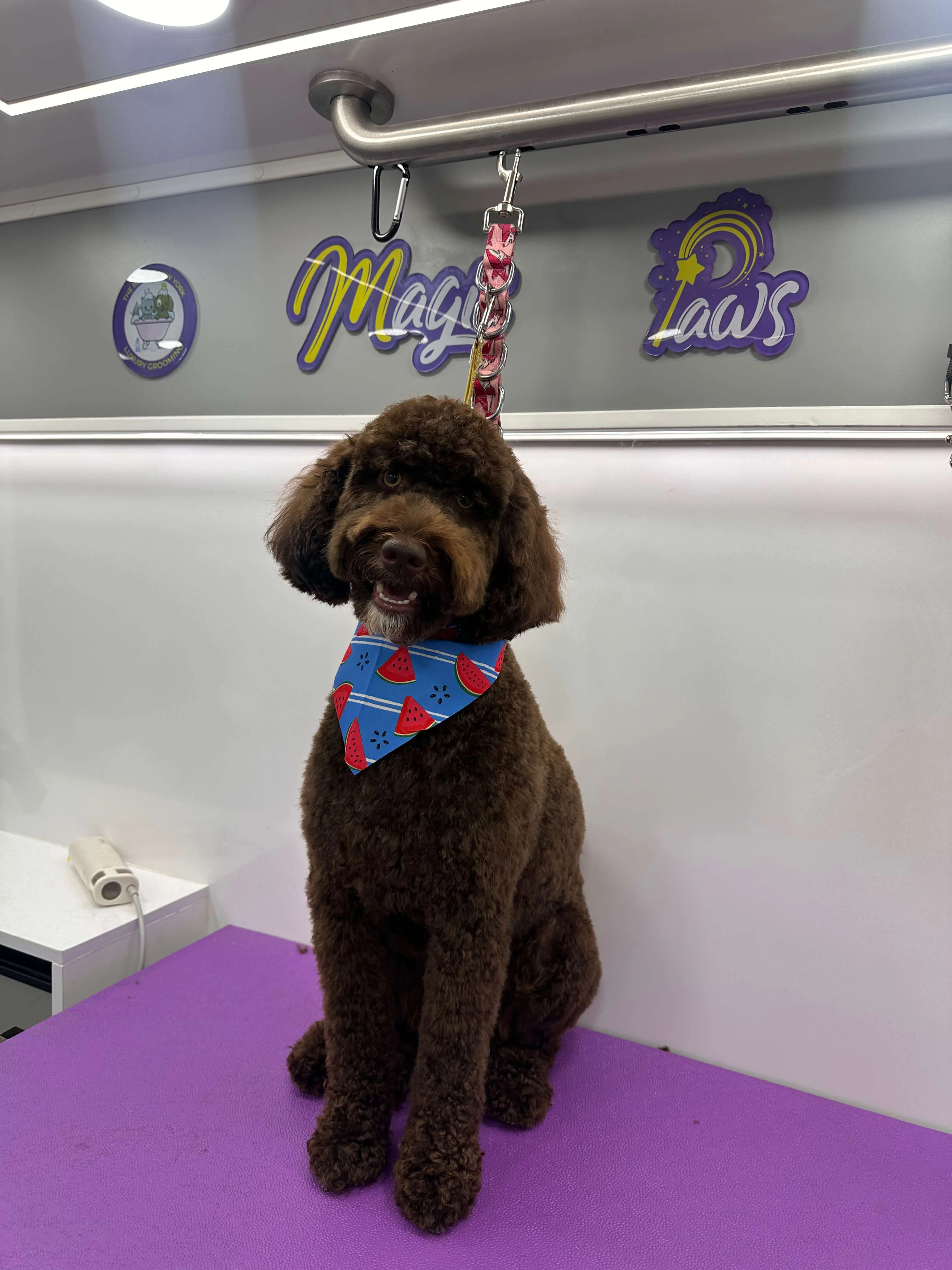 Stress-free pet spa